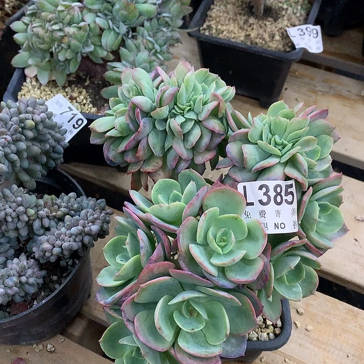 霞光缀化 非偏远38包邮 节后发