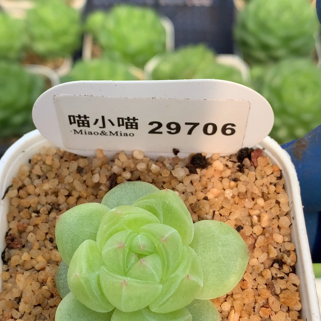 多肉植物杂交珍妮