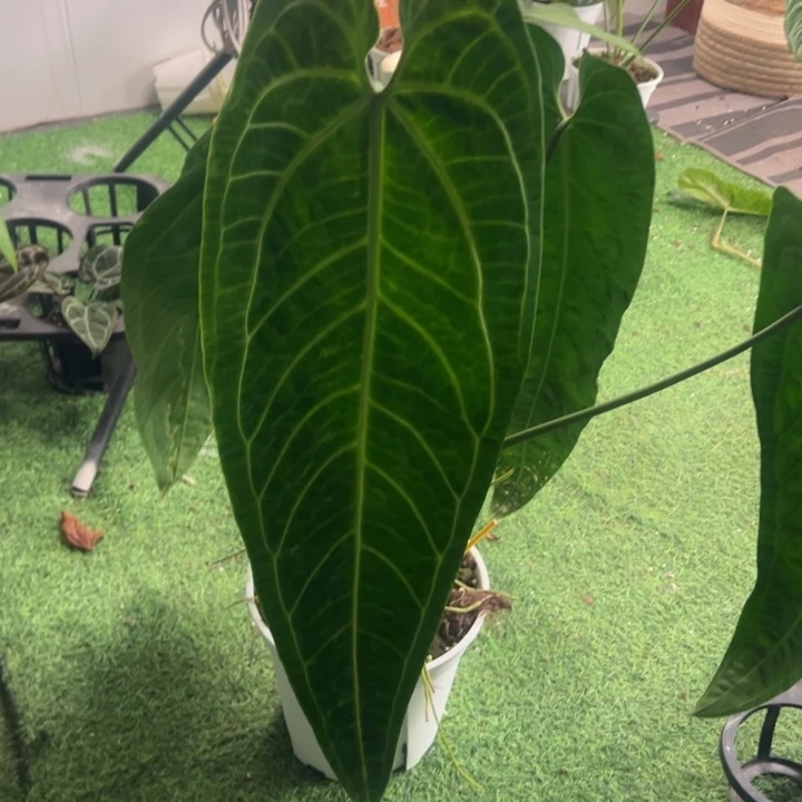 不开花植物超大原桩进口火鹤后