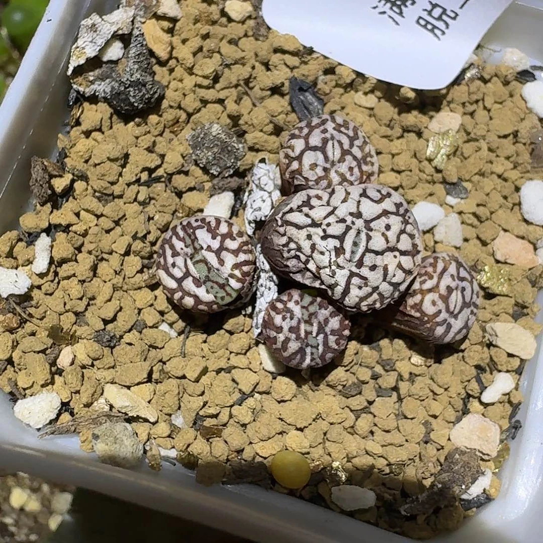 409墨小锥哈哈哈哈哈哈