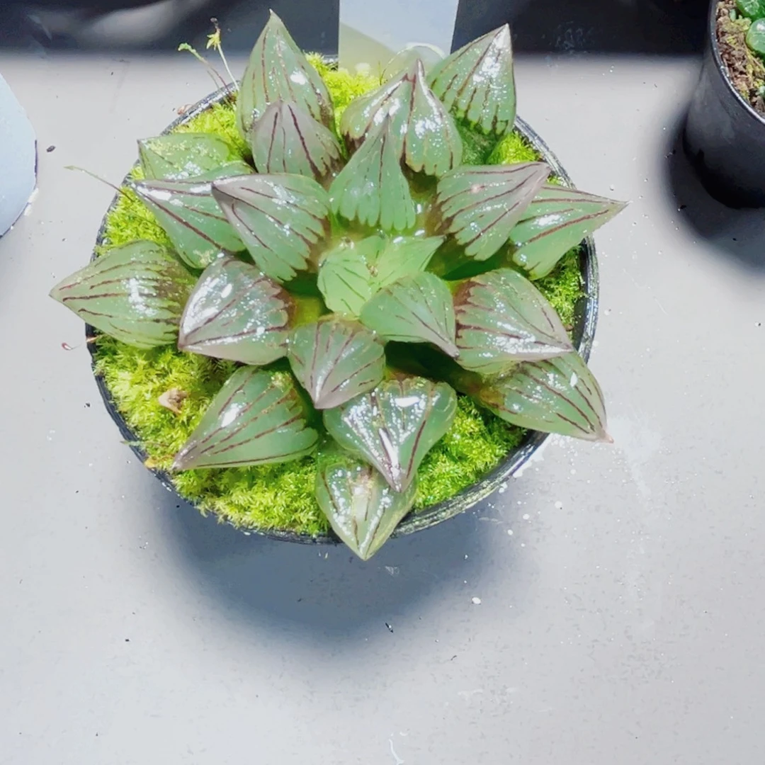 西瓜寿多肉植物6666