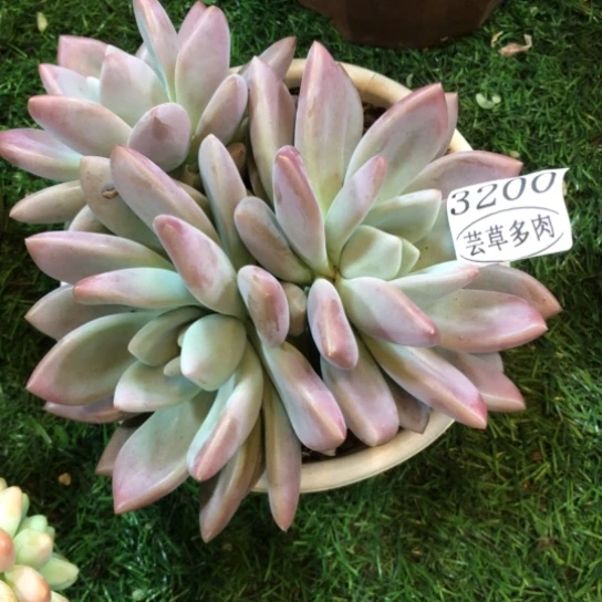 奥普，3208，一物一拍