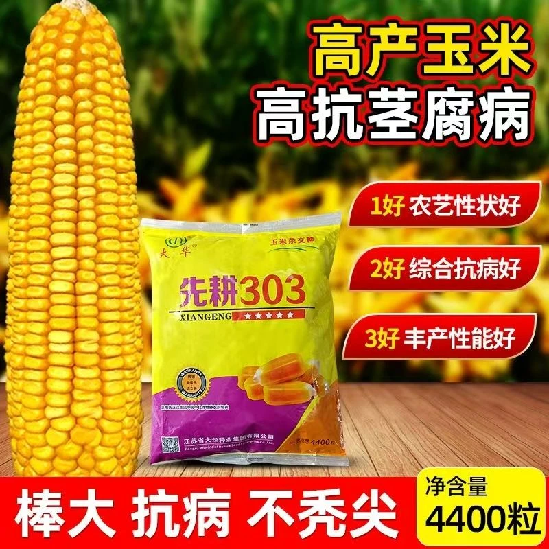 玉米种子先耕303早熟耐密植抗倒伏抗穗腐抗青枯大名牌玉米种子
