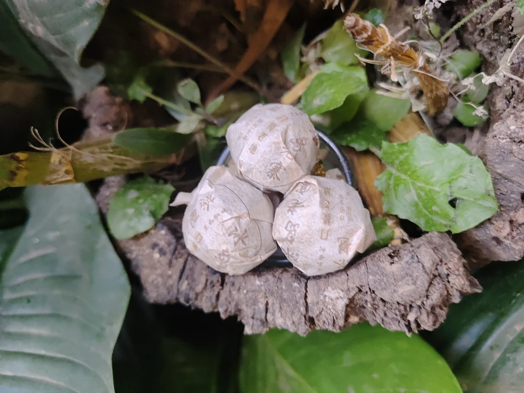 2018年冰岛老寨 茶魁 门楼老地生茶古树普洱生茶龙珠M35号