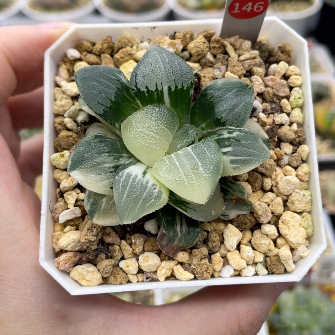 146 背窗克锦 白玉