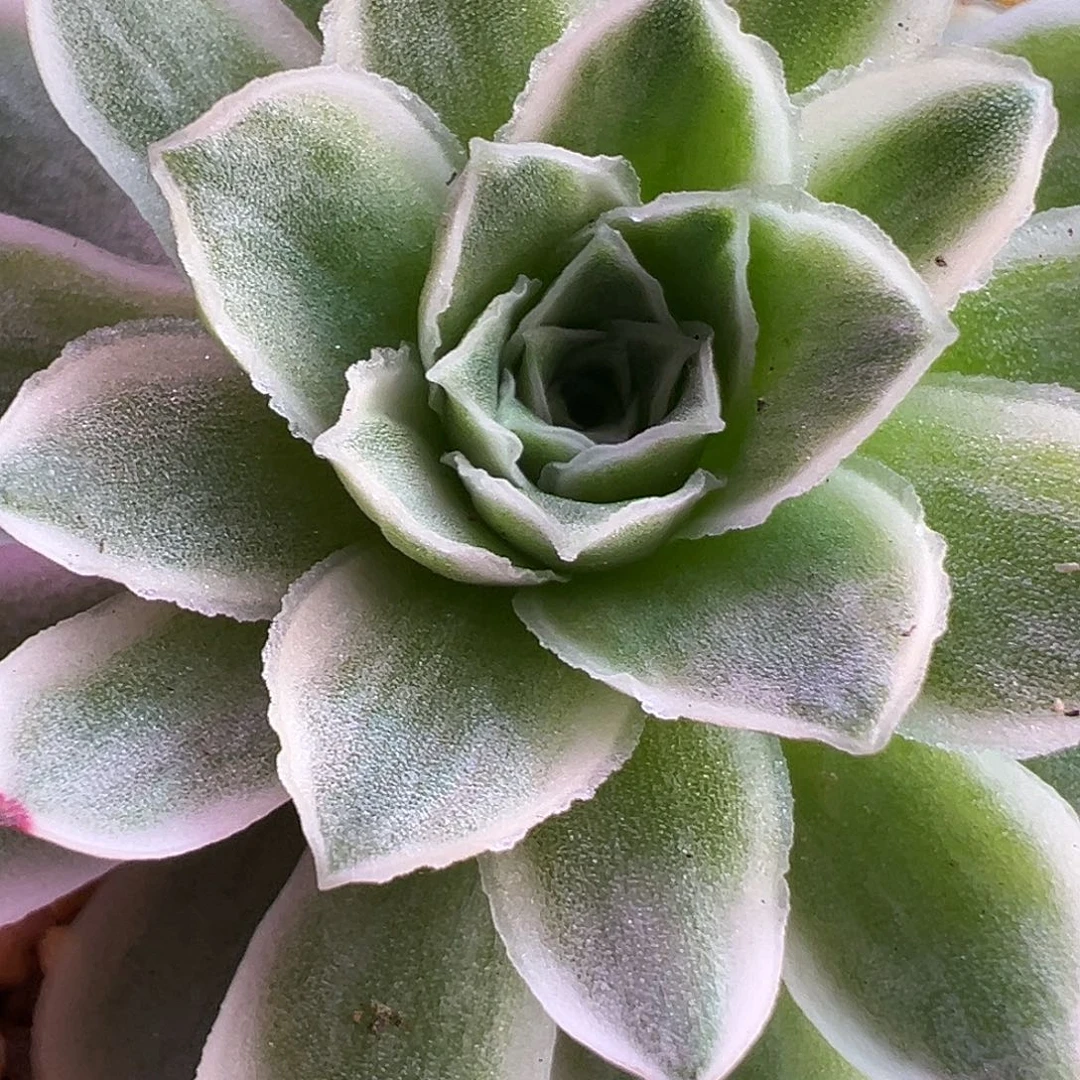 山地玫瑰锦秋夕1536号