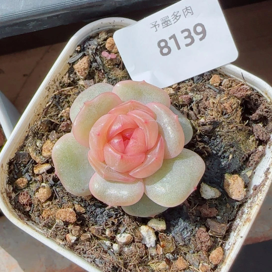 彩恋，8139多肉植物