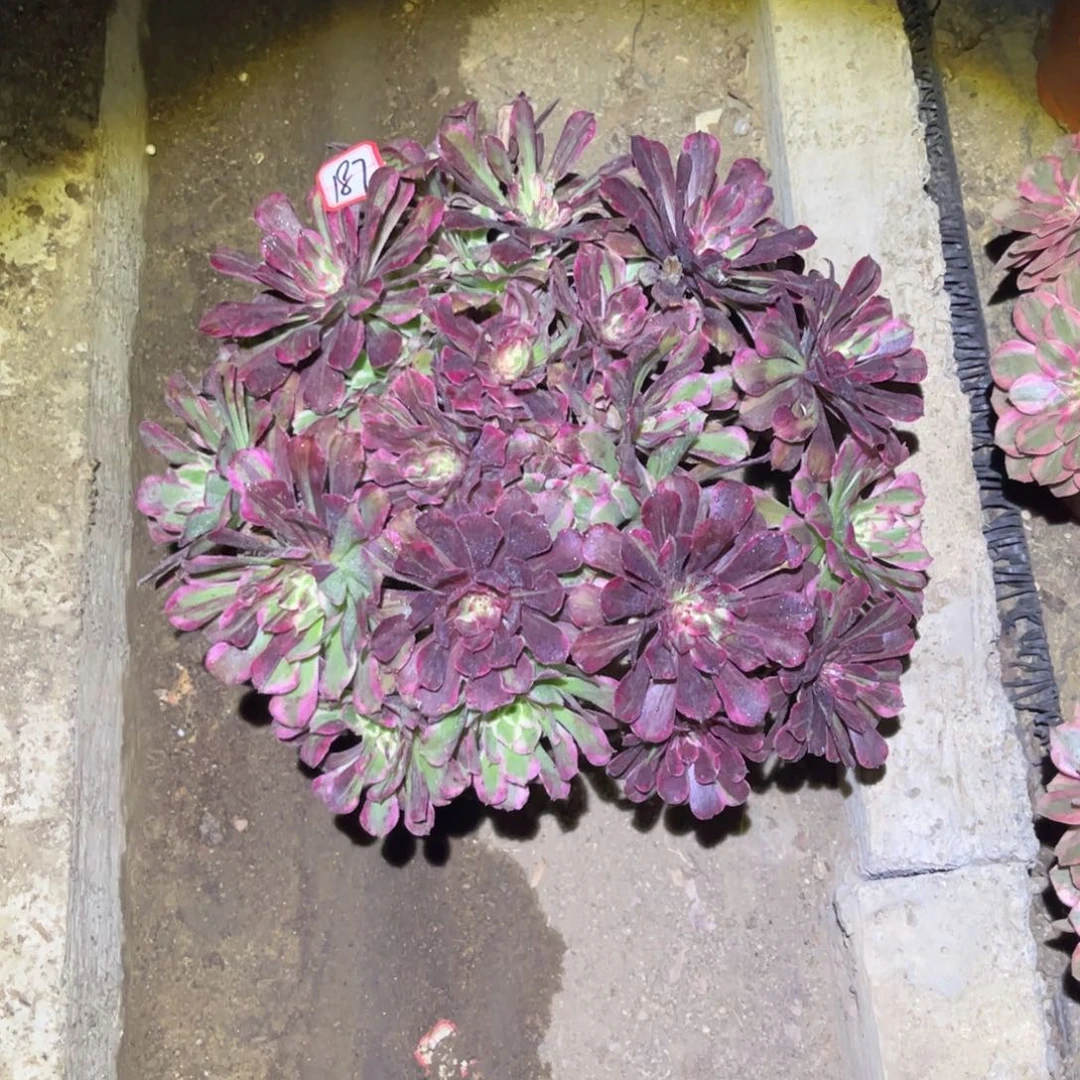 187多肉植物同花顺