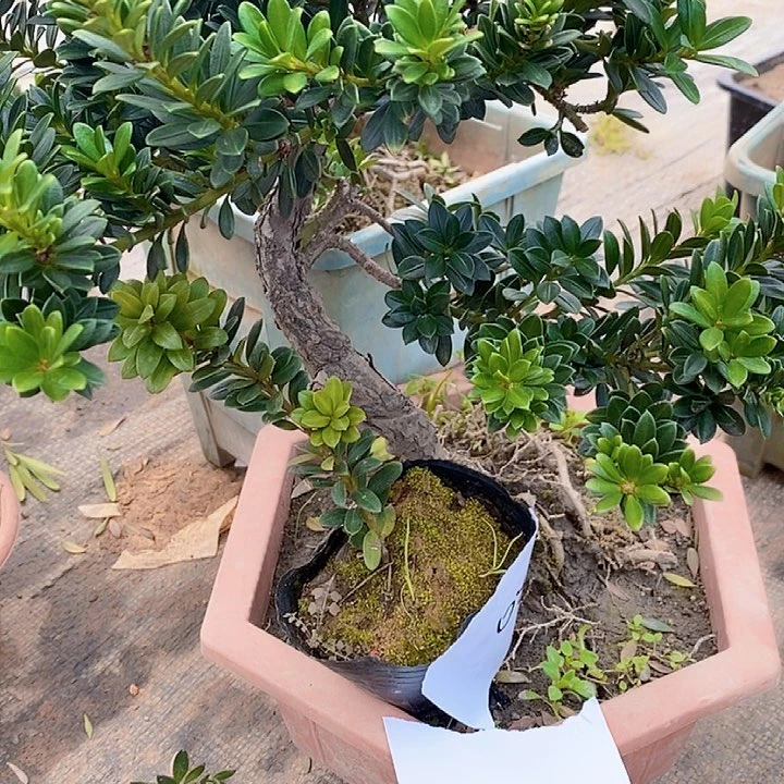 无**雨罗汉松鲜花绿植