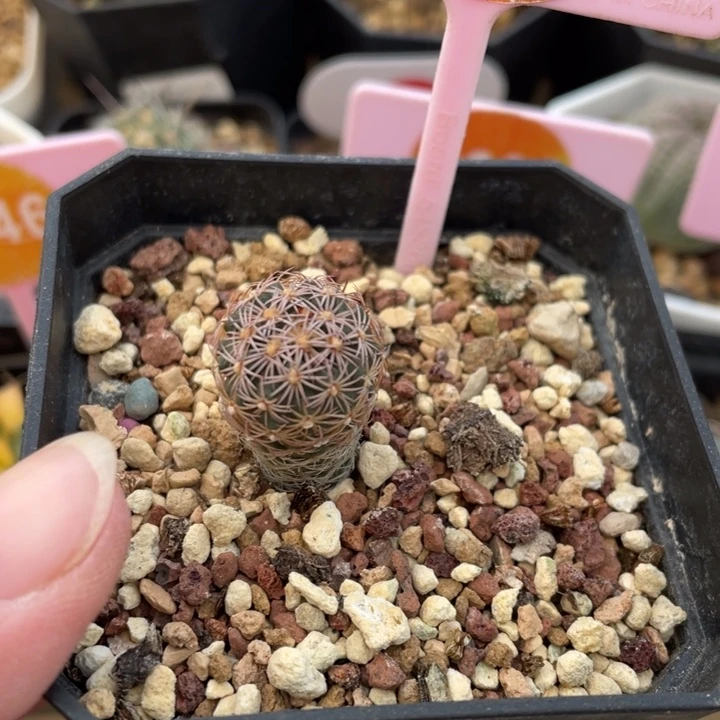 实生美刺属凌玉25210000