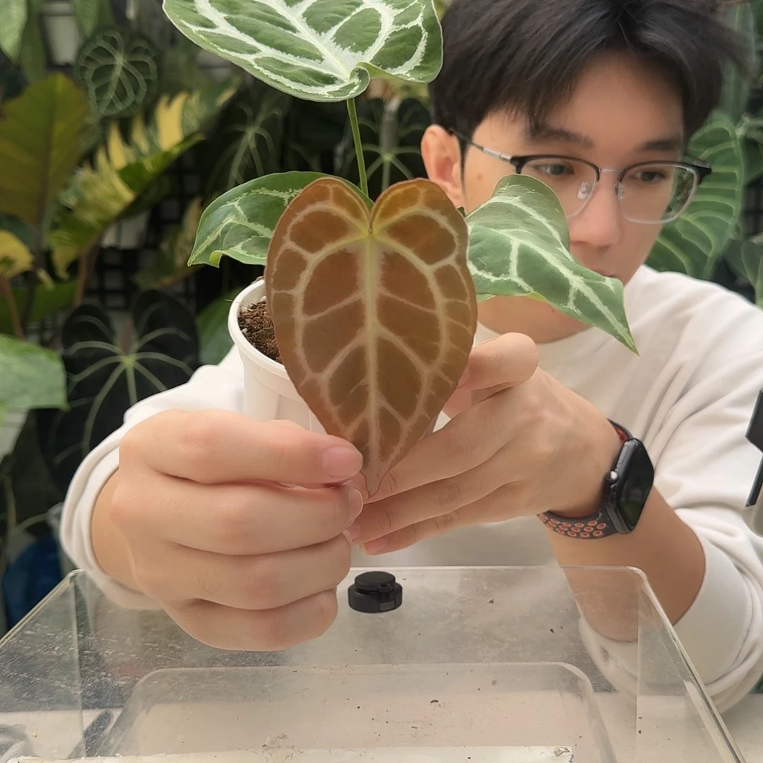完全开放R51小钻石杂skg银