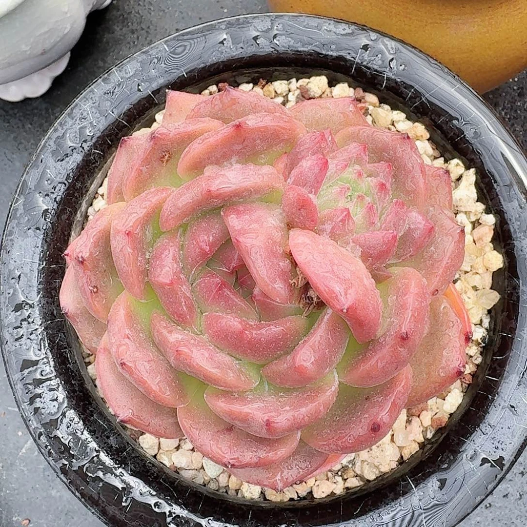 从前慢多肉编号0811-91