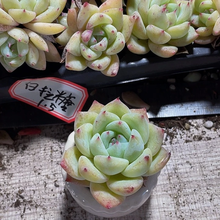 小白啦糖1.5带土发