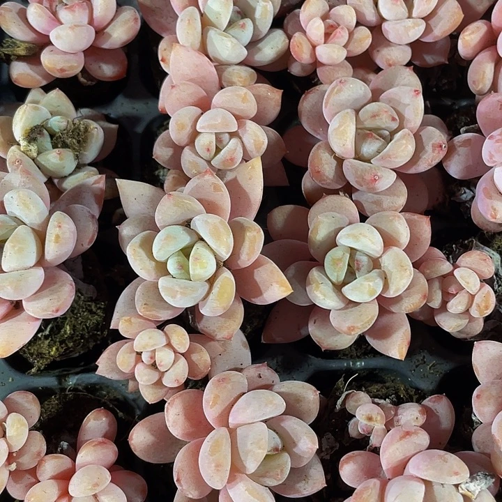 小星星雪1元带土发