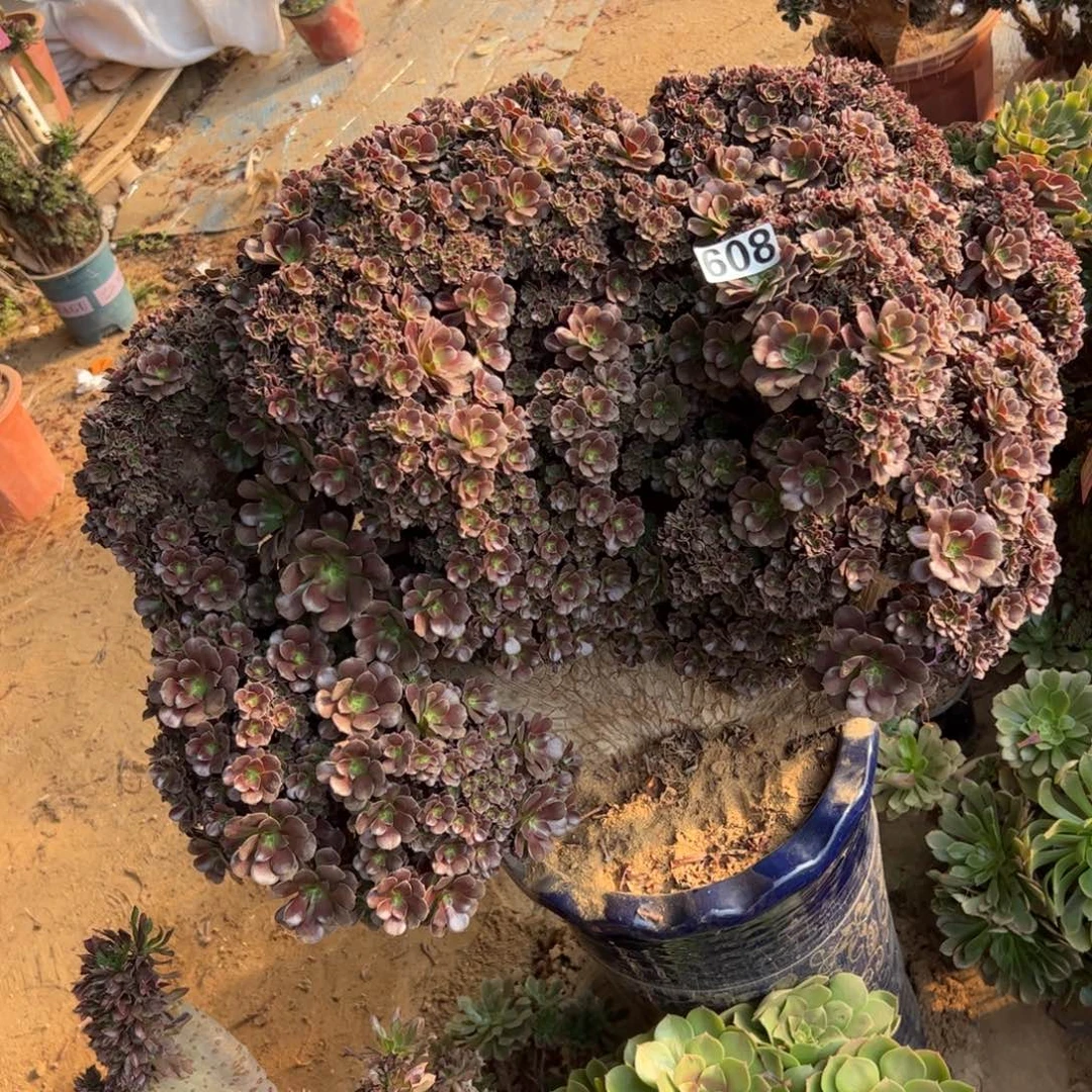 欧紫朵朵有伤608冠服63