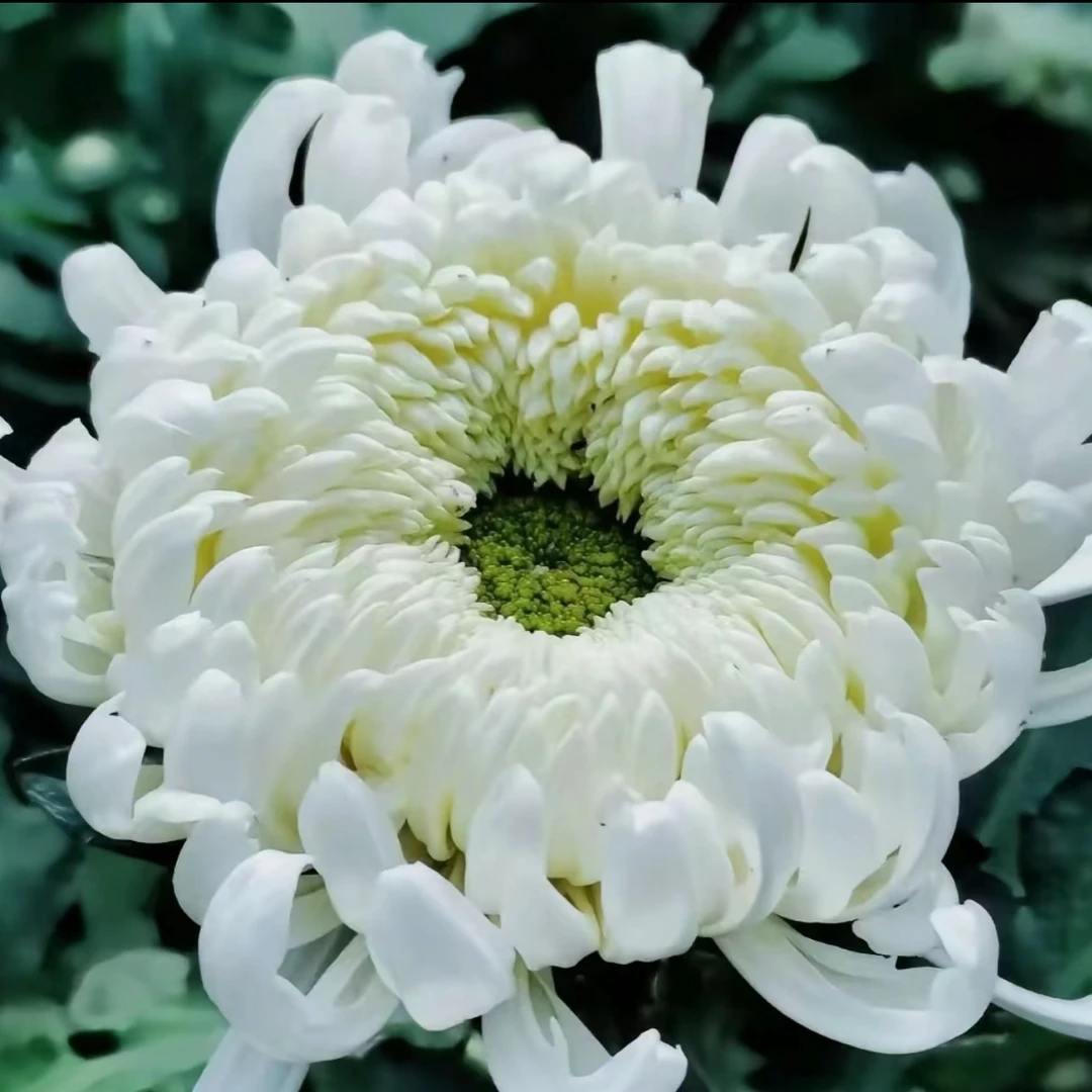 九月菊【洹水映日】大花富贵菊花，盆栽绿植室内好养活