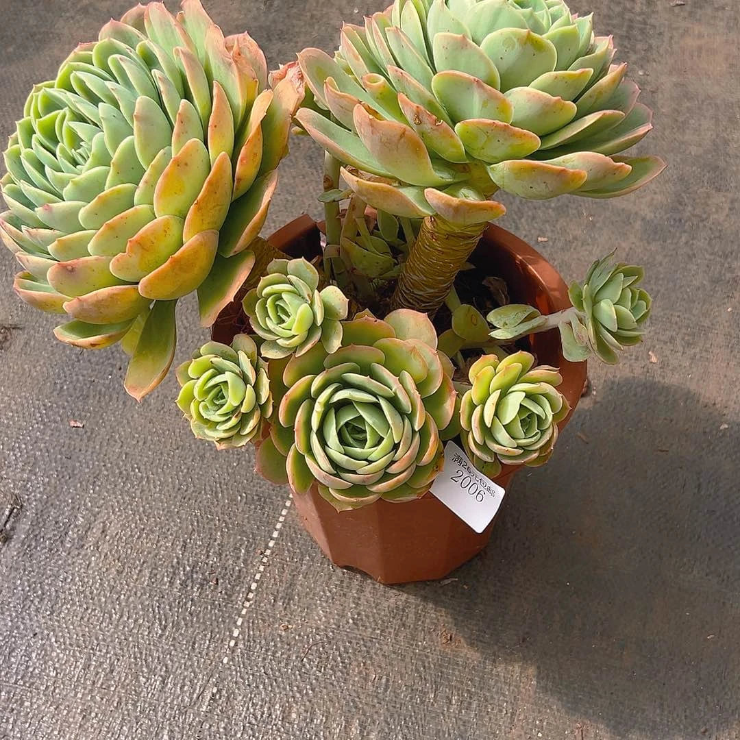 流***飞2086桃花坞多肉植物多肉