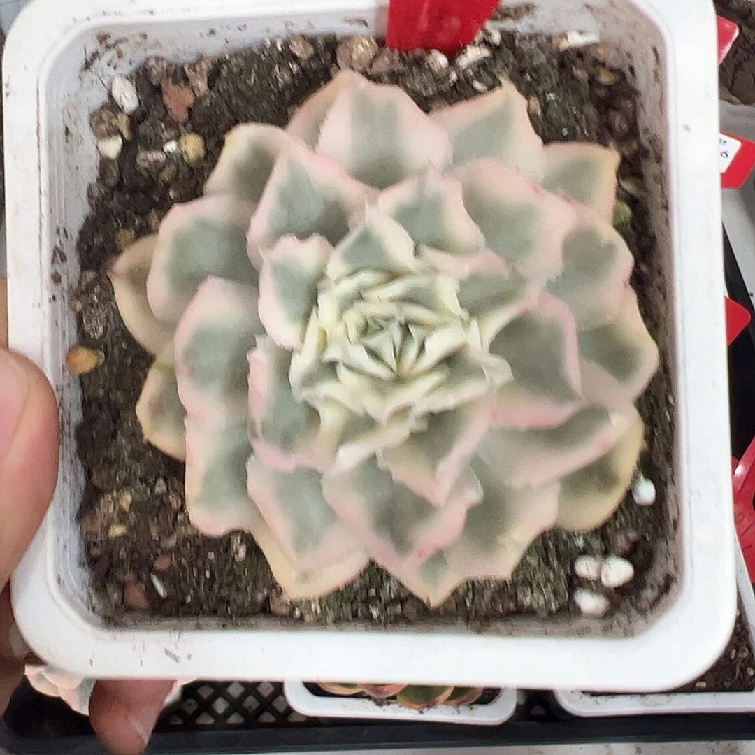 164号紫蝴蝶锦多肉植物
