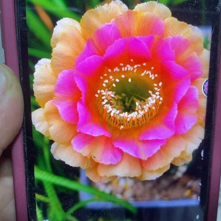 橙粉侧芽3厘米多包邮