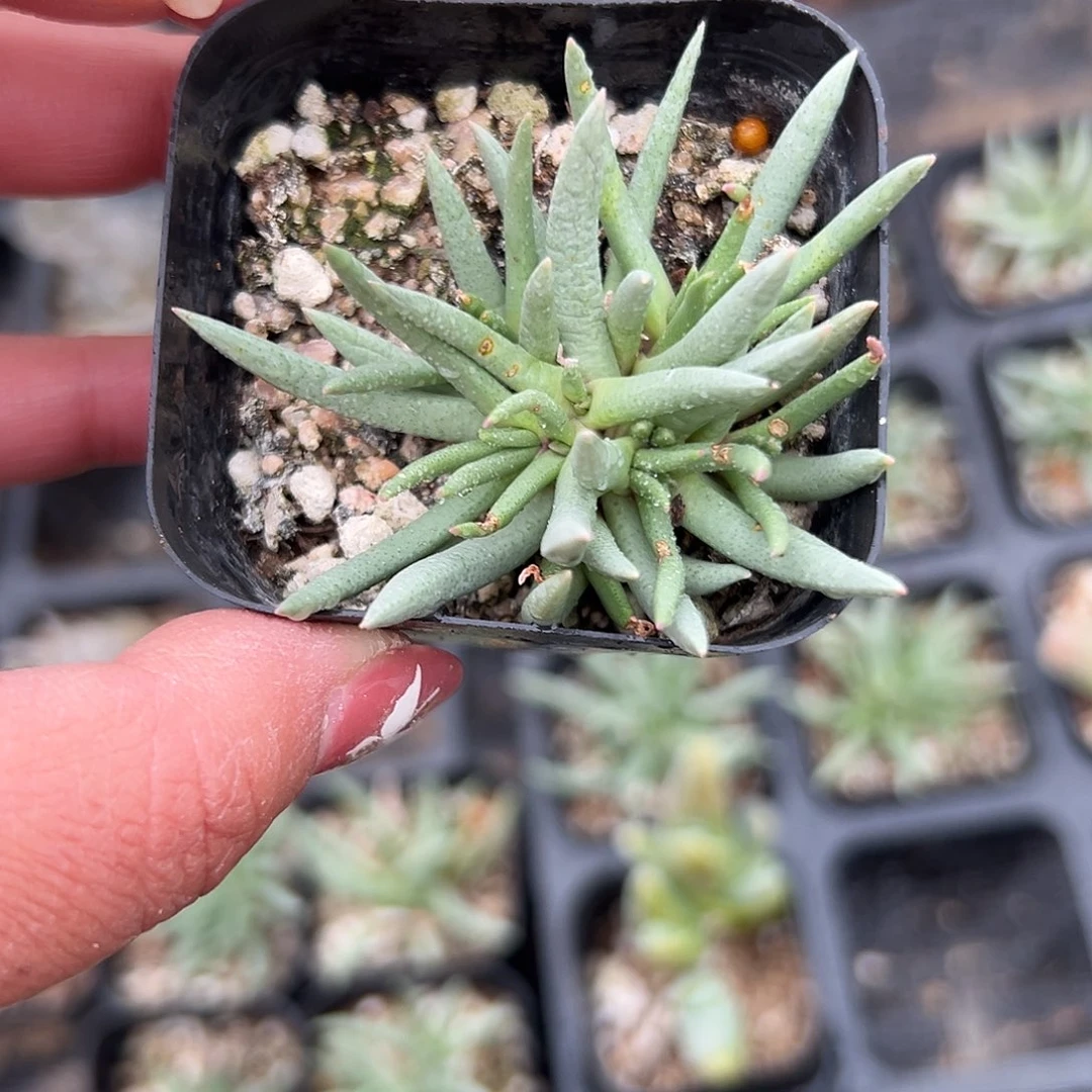 多肉植物短叶美杜莎