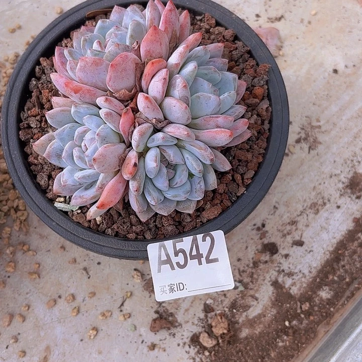 p**r星影一物一拍A542