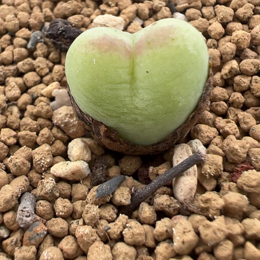桃杂将  肉锥植物