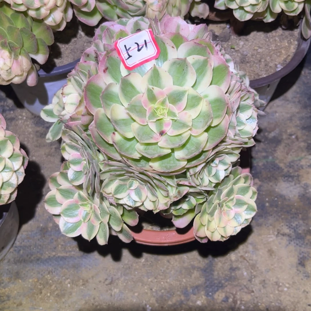 521多肉植物荔枝法师