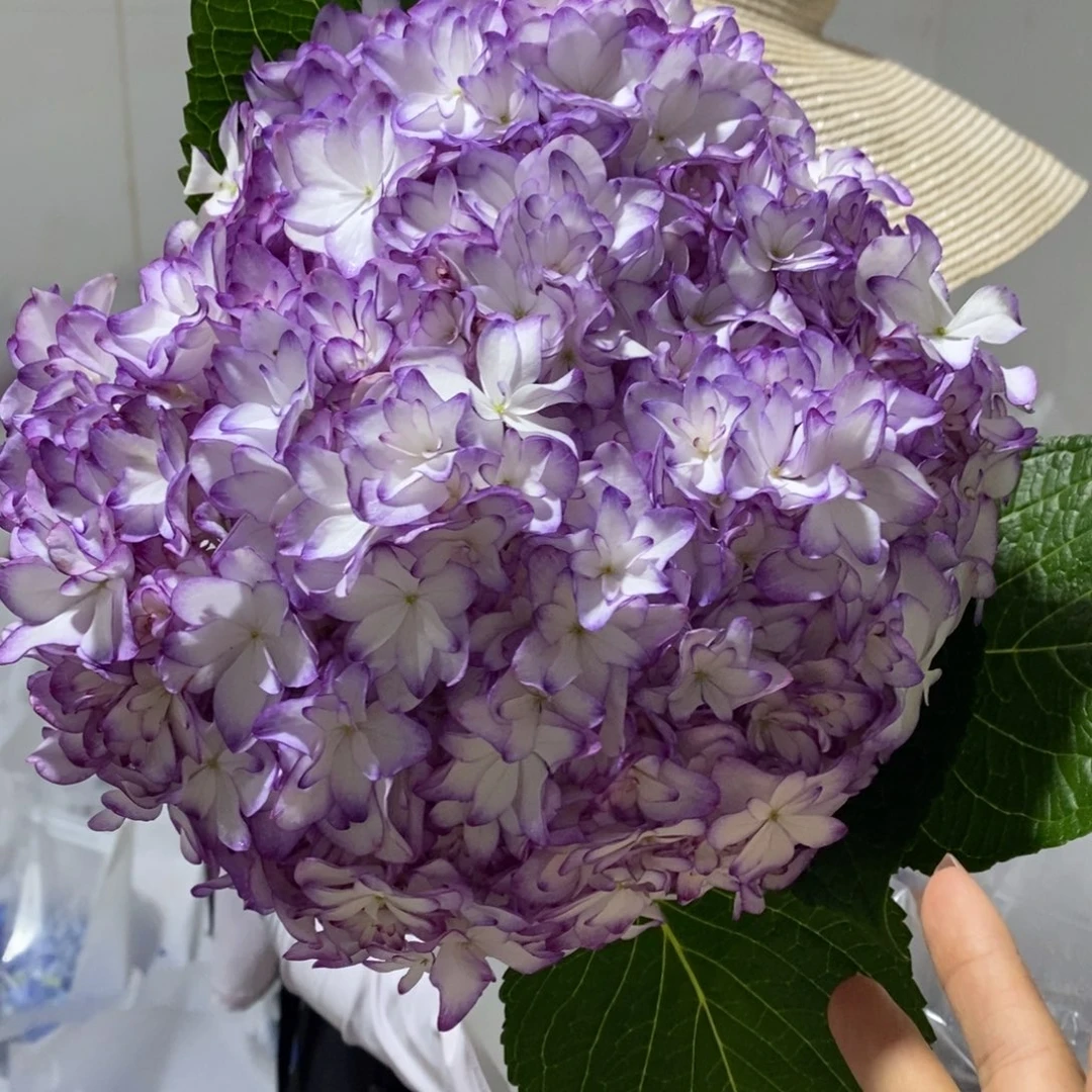 798号绣球/有色差介意勿拍（3单冷链包邮、偏远补运费发德邦）