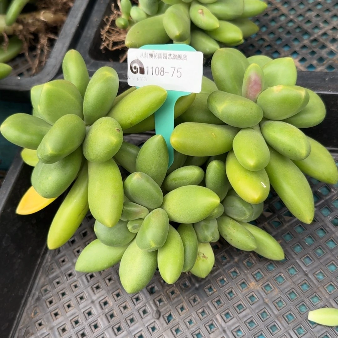 从前慢多肉精选超过1108.75