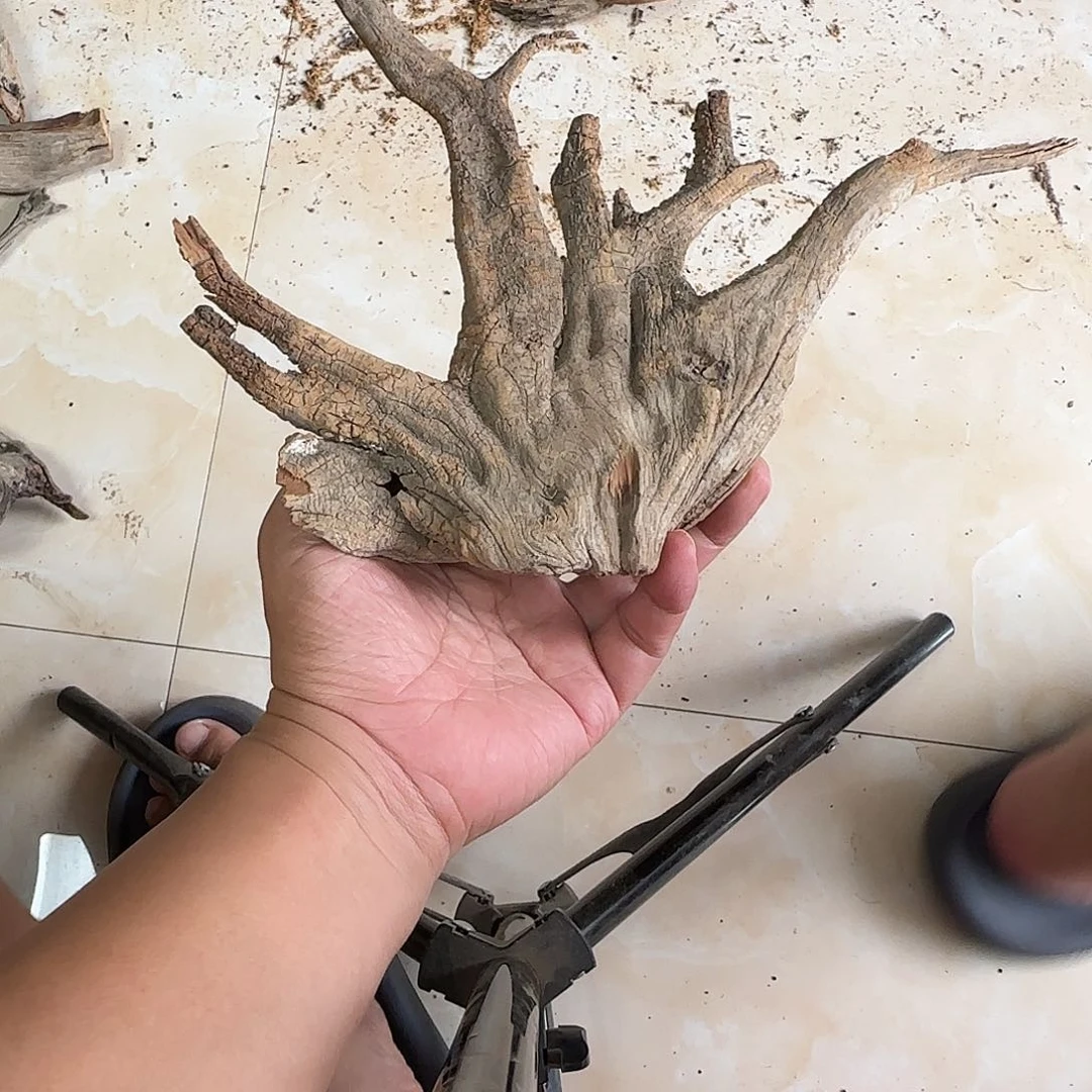 大***洋木陈化到位坨坨疙瘩