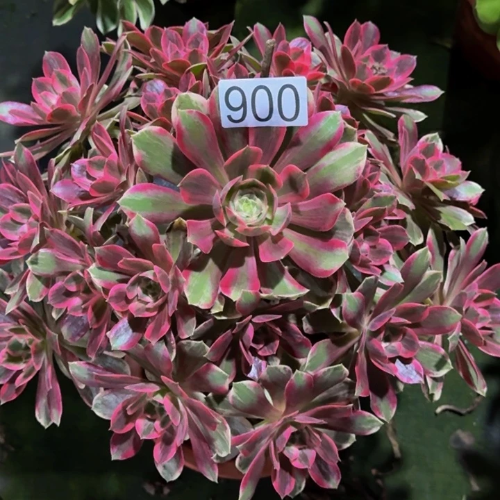 00000000900浣纱多肉