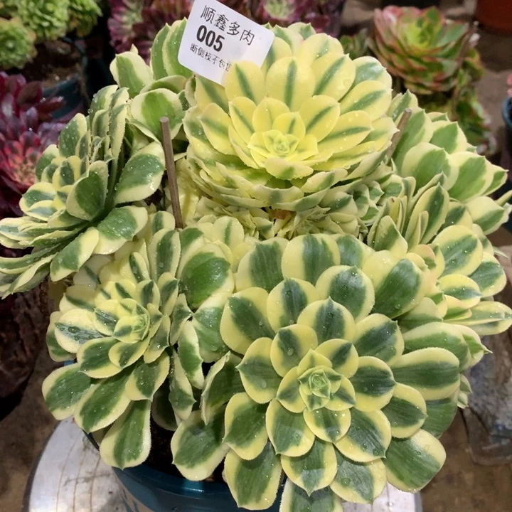 005迈巴赫多肉植物