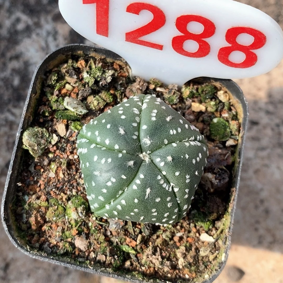 1288五愣兜特价福利