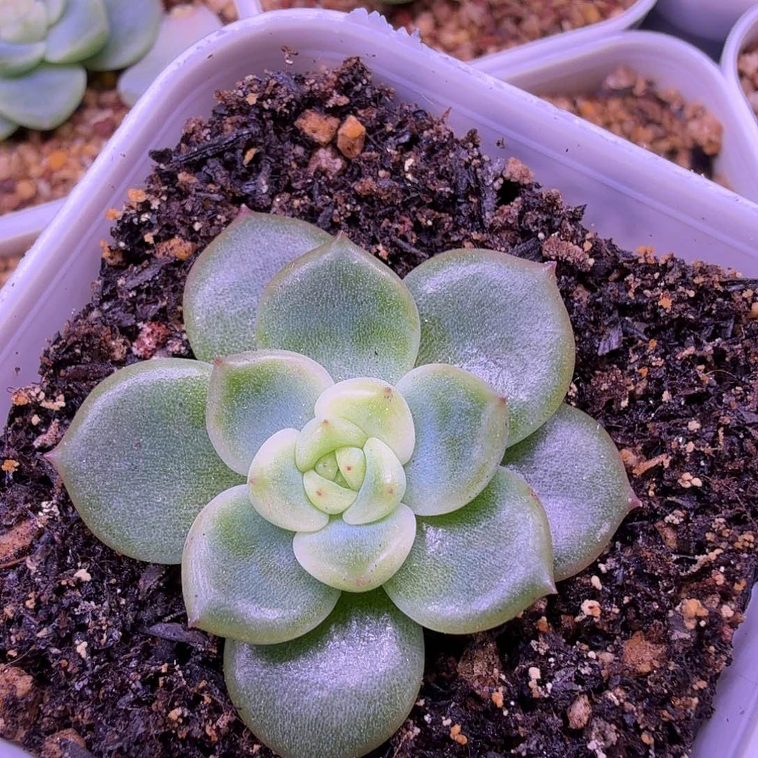 末思量叶插苗一物一拍