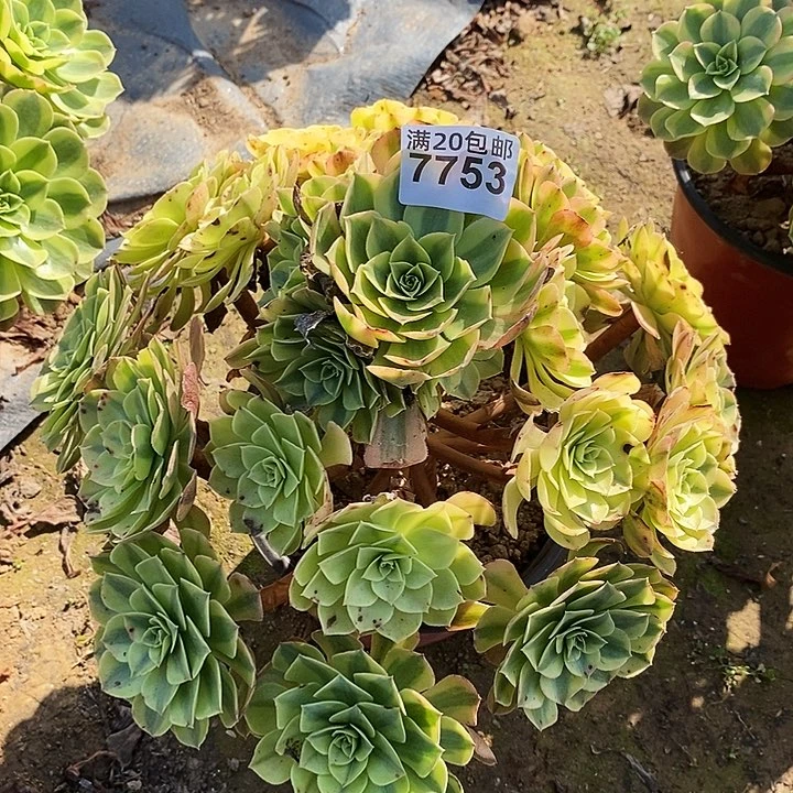 7753 一颗雨何法师