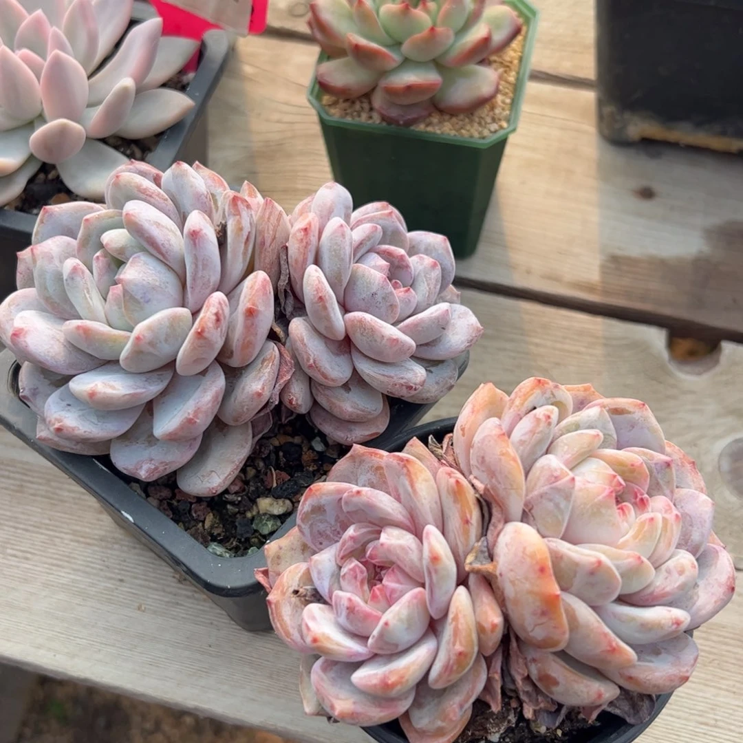 两颗星影多肉植物