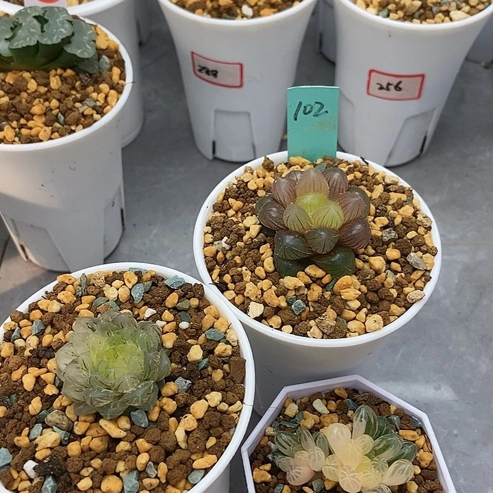 洛神翠云塑料皮锦102