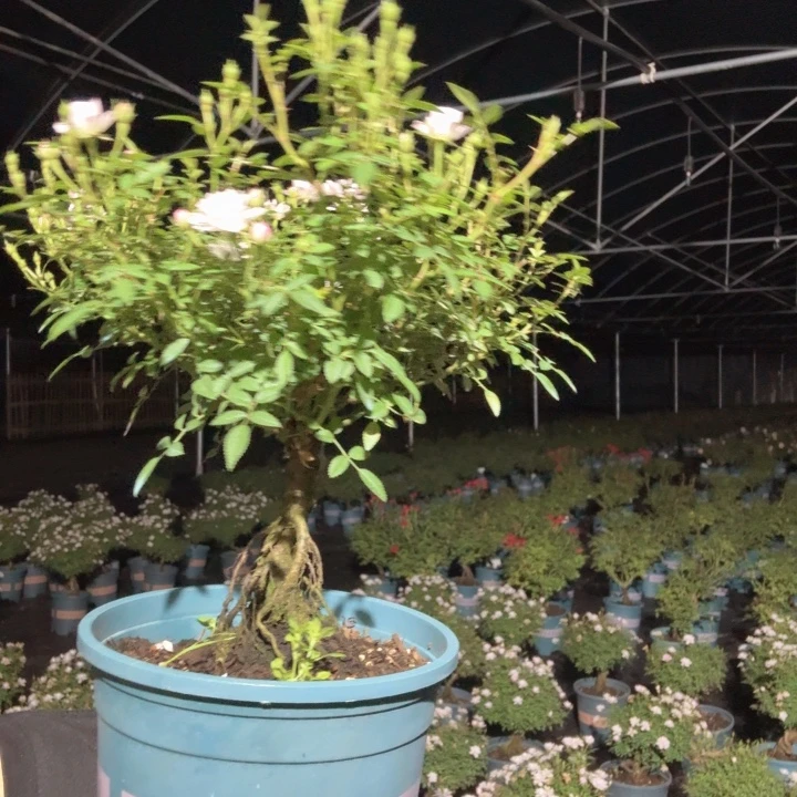 大部分花苞少量开放