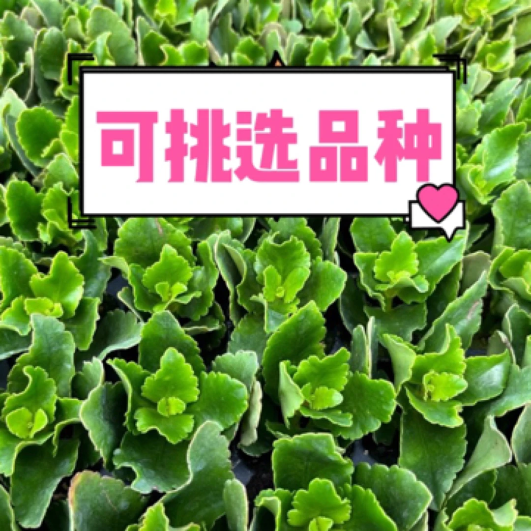 【HH】新品穴盘小苗，6颗包邮（ 带标签发货（有斑点，介意勿拍）