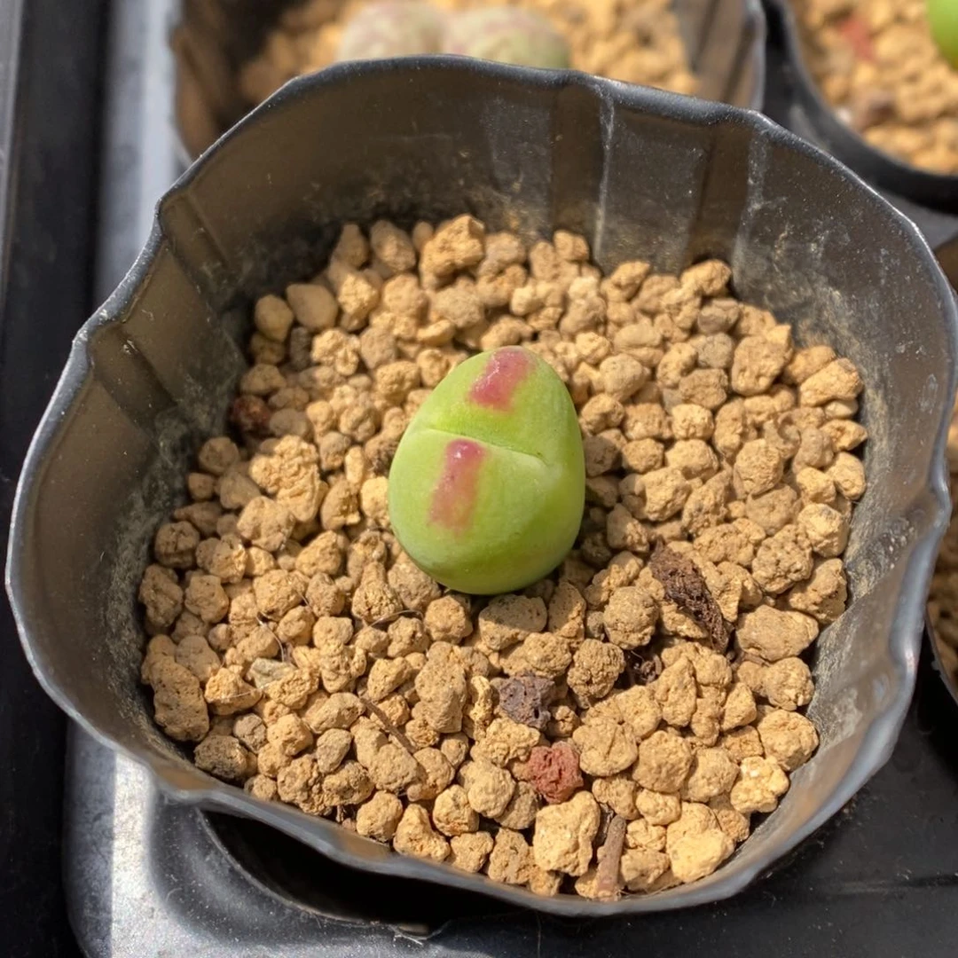 多肉植物肉锥杂交K-3586 将杂拉登