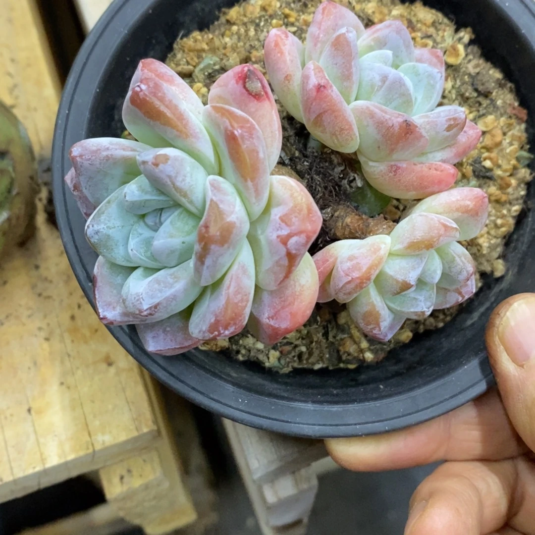精品多肉一物一拍不包整201