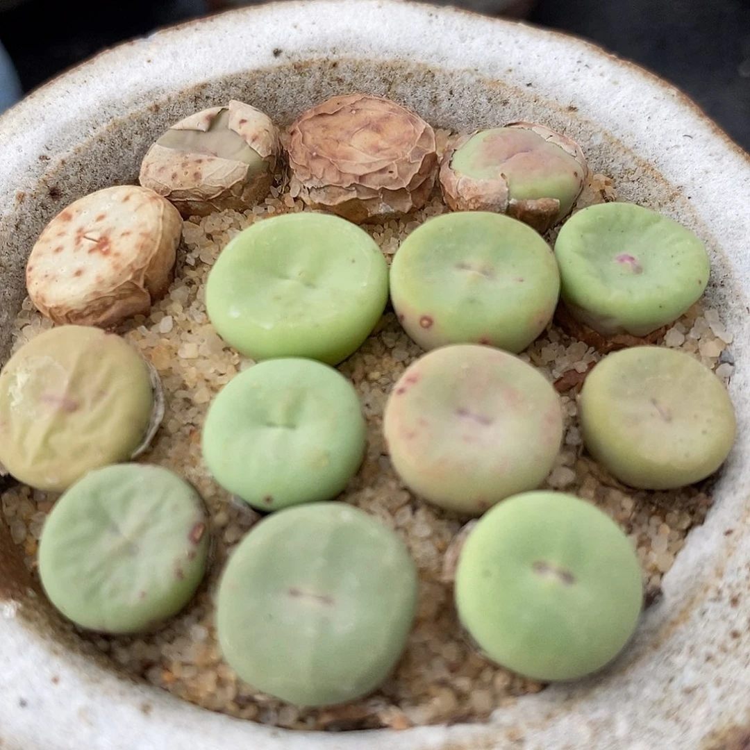 大型小红嘴2颗一组。