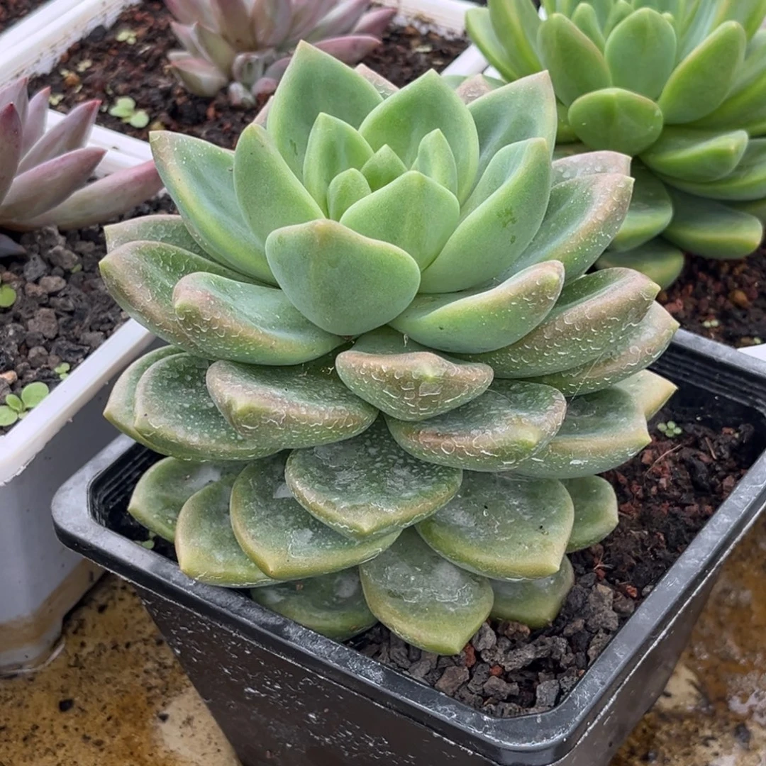 樱落多肉植物单头494