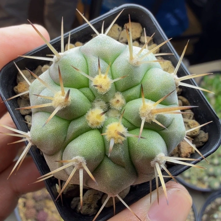 4cm孤龙实生啊赞比的