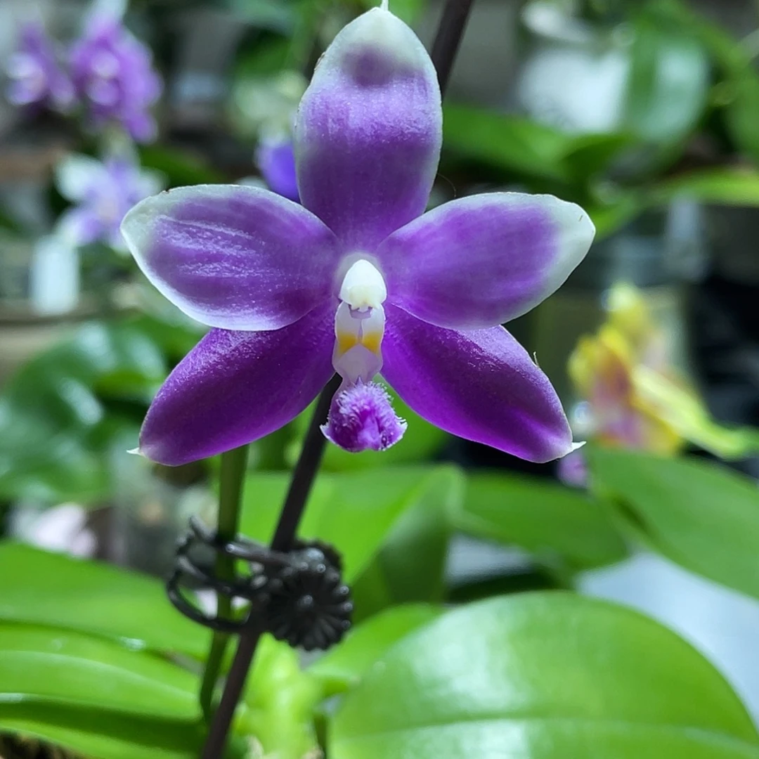 完全开放58叶瑕花期不保