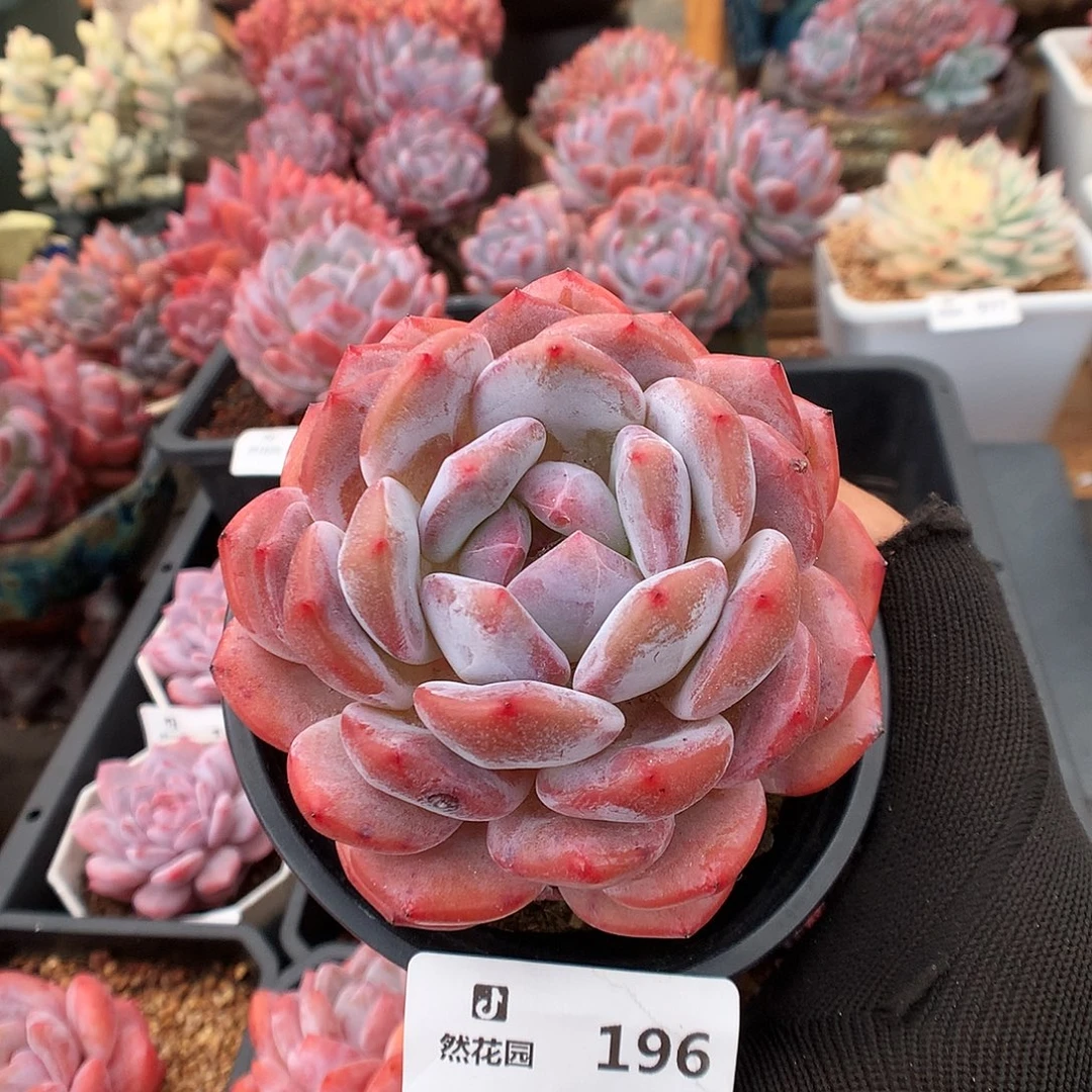 196粉星影多肉植物6666