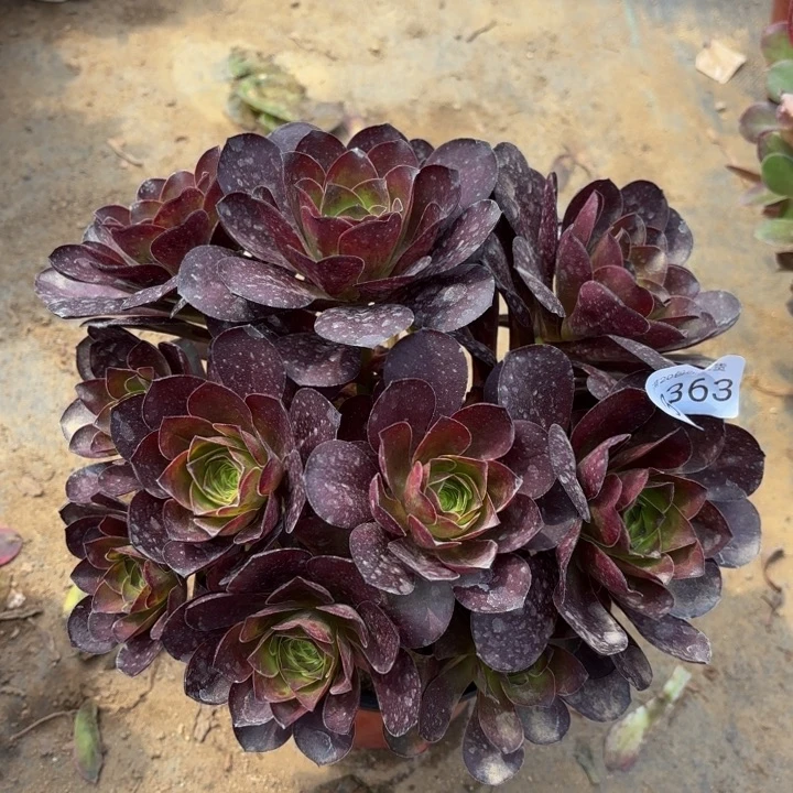 魅金玫瑰多肉法师3363