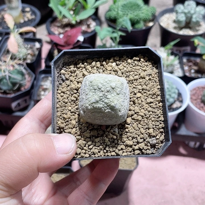 莫**3013凝提玉仙人球