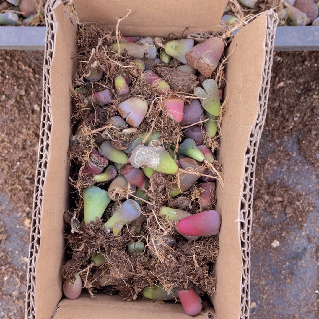 一箱混搭888888888888