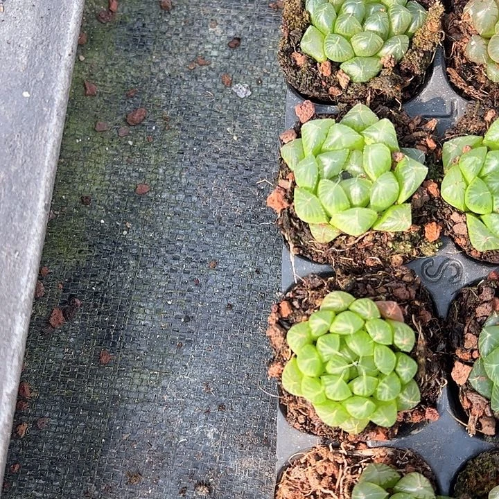 直播福利一物一拍11